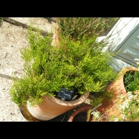 Erica Formosa (fam. Ericacees) (Afr. du sud) (Parc de la tete d'or) (1)